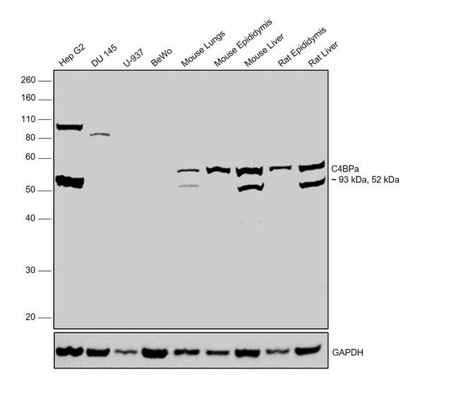 C4BPA Antibody in Western Blot (WB)