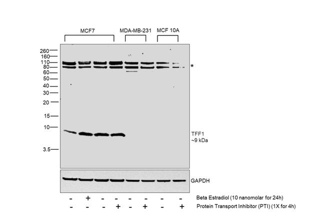 TFF1 Antibody in Western Blot (WB)