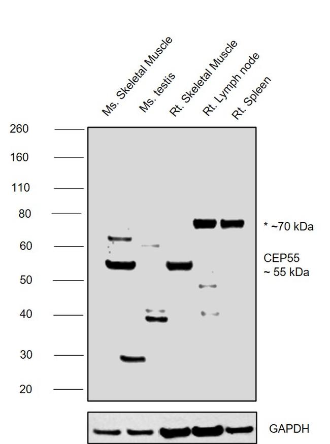 CEP55 Antibody in Western Blot (WB)