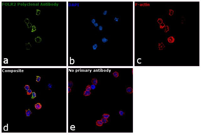 FOLR2 Antibody in Immunocytochemistry (ICC/IF)