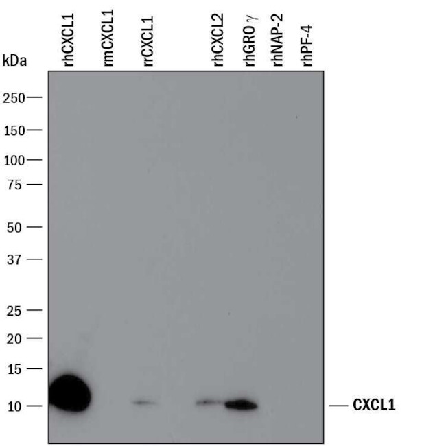 CXCL1 Antibody in Western Blot (WB)