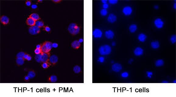 CHI3L1 Antibody in Immunocytochemistry (ICC/IF)