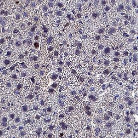 IL-1 alpha Antibody in Immunohistochemistry (Paraffin) (IHC (P))