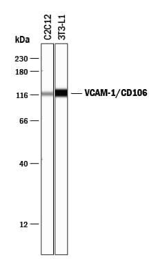 VCAM-1 Antibody in Western Blot (WB)