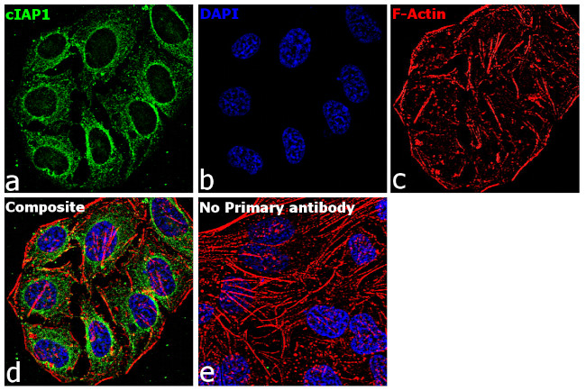 cIAP1 Antibody in Immunocytochemistry (ICC/IF)