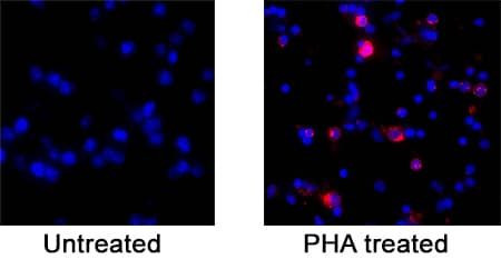 CD137 Antibody in Immunocytochemistry (ICC/IF)