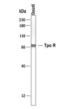 c-Mpl Antibody in Western Blot (WB)