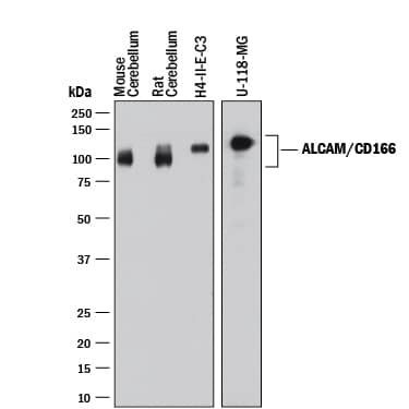 CD166 Antibody in Western Blot (WB)
