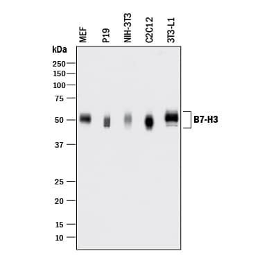 B7-H3 Antibody in Western Blot (WB)