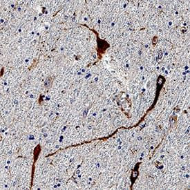CARTPT Antibody in Immunohistochemistry (Paraffin) (IHC (P))