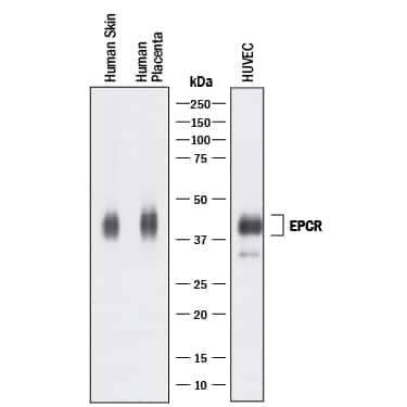 EPCR Antibody in Western Blot (WB)