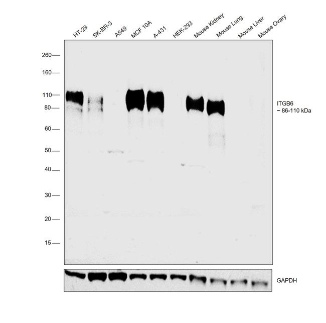 ITGB6 Antibody in Western Blot (WB)