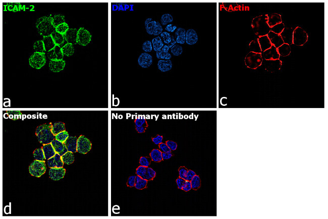 ICAM-2 Antibody in Immunocytochemistry (ICC/IF)