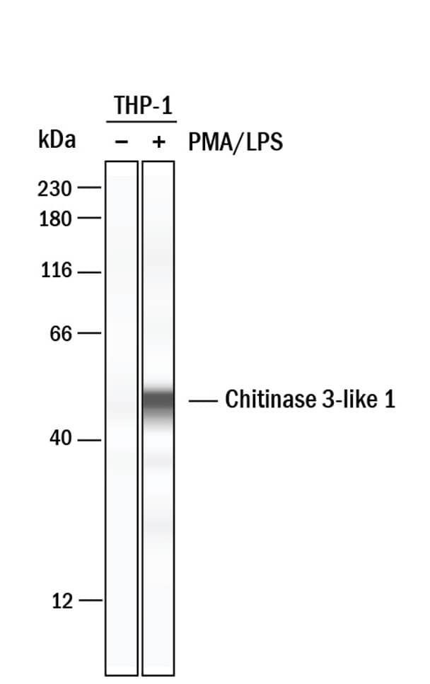 CHI3L1 Antibody in Western Blot (WB)