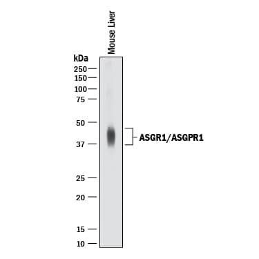 ASGR1 Antibody in Western Blot (WB)
