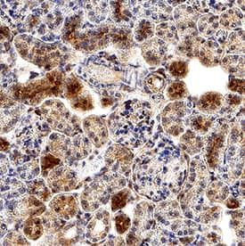 AMPK beta-1 Antibody in Immunohistochemistry (Paraffin) (IHC (P))