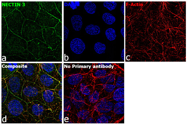 Nectin 3 Antibody in Immunocytochemistry (ICC/IF)