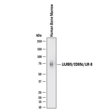 LILRB5 Antibody in Western Blot (WB)