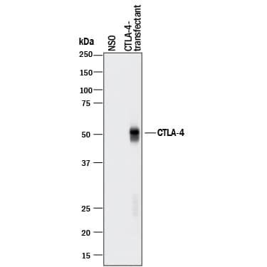 CTLA-4 Antibody in Western Blot (WB)