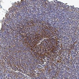 DLL1 Antibody in Immunohistochemistry (Paraffin) (IHC (P))