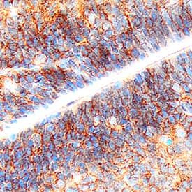 Protogenin Antibody in Immunohistochemistry (Paraffin) (IHC (P))