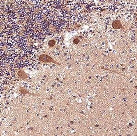 NRXN3 Antibody in Immunohistochemistry (Paraffin) (IHC (P))