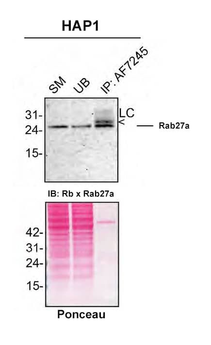 RAB27A Antibody in Immunoprecipitation (IP)