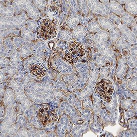ESAM Antibody in Immunohistochemistry (Paraffin) (IHC (P))