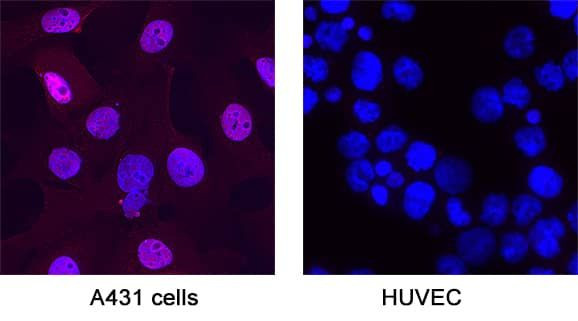 SOX15 Antibody in Immunocytochemistry (ICC/IF)
