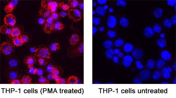Phospho-SHP2 (Tyr542) Antibody in Immunocytochemistry (ICC/IF)