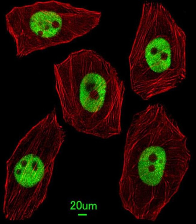 UNCX Antibody in Immunocytochemistry (ICC/IF)