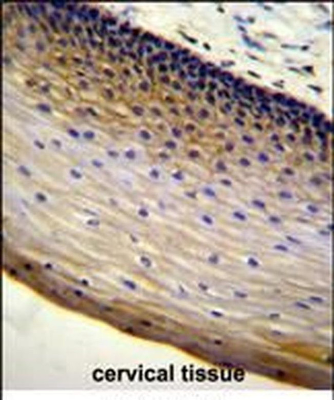 LENG9 Antibody in Immunohistochemistry (Paraffin) (IHC (P))