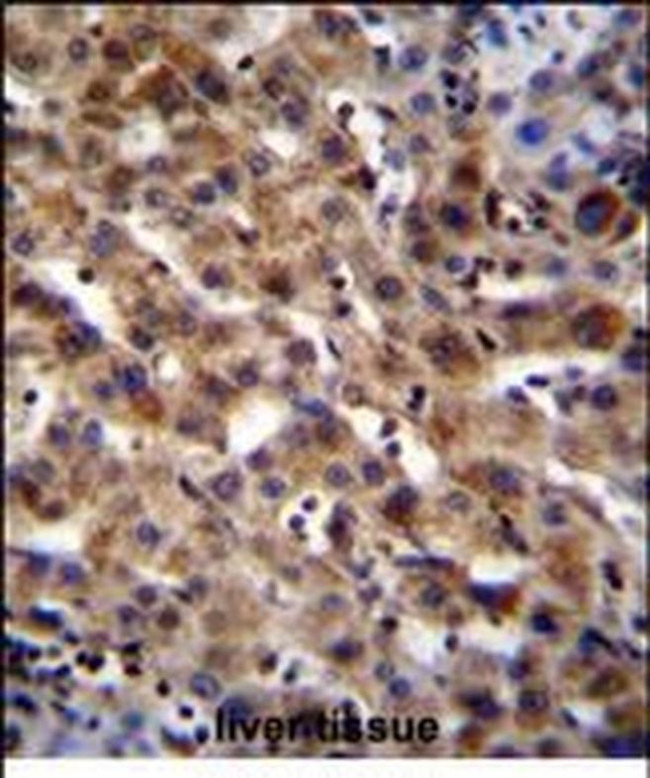 SPACA5 Antibody in Immunohistochemistry (Paraffin) (IHC (P))
