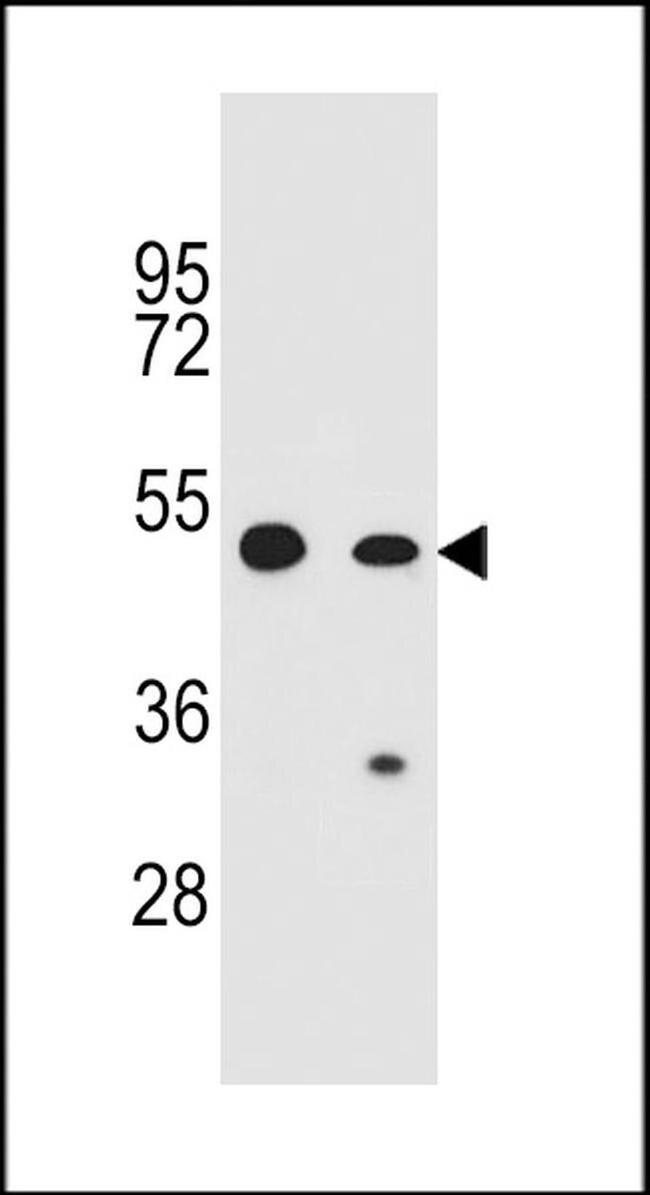 COP1 Antibody in Western Blot (WB)
