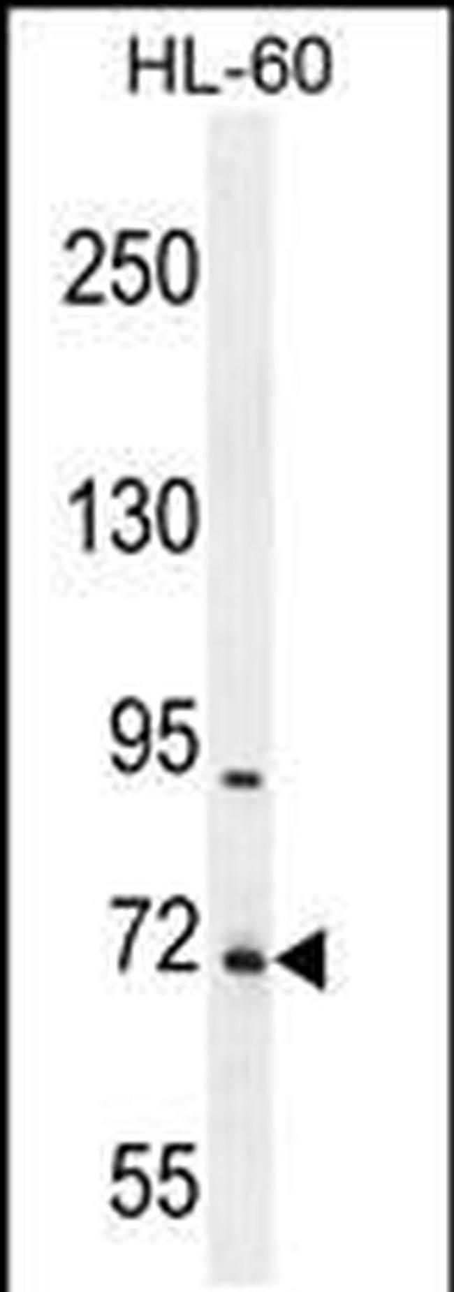 WDR93 Antibody in Western Blot (WB)