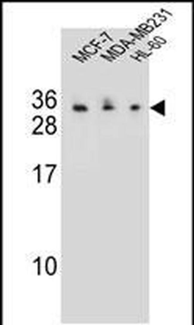 C1QL4 Antibody in Western Blot (WB)