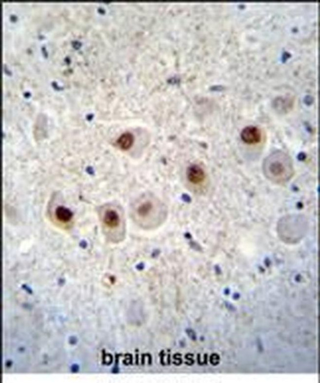 RBM14 Antibody in Immunohistochemistry (Paraffin) (IHC (P))