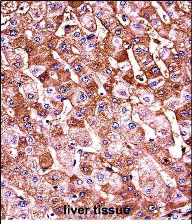 HBB Antibody in Immunohistochemistry (Paraffin) (IHC (P))