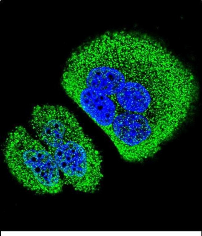 ANKRD58 Antibody in Immunocytochemistry (ICC/IF)