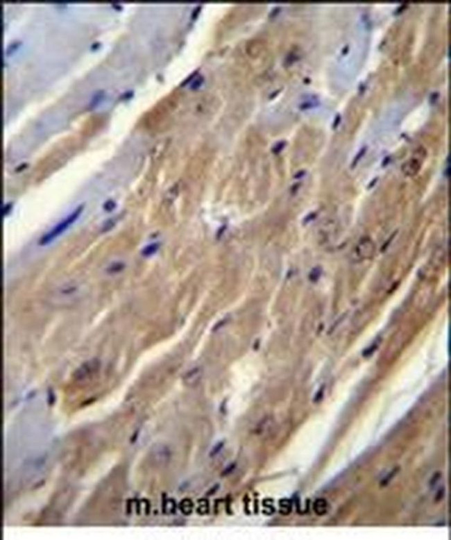 FGF16 Antibody in Immunohistochemistry (Paraffin) (IHC (P))
