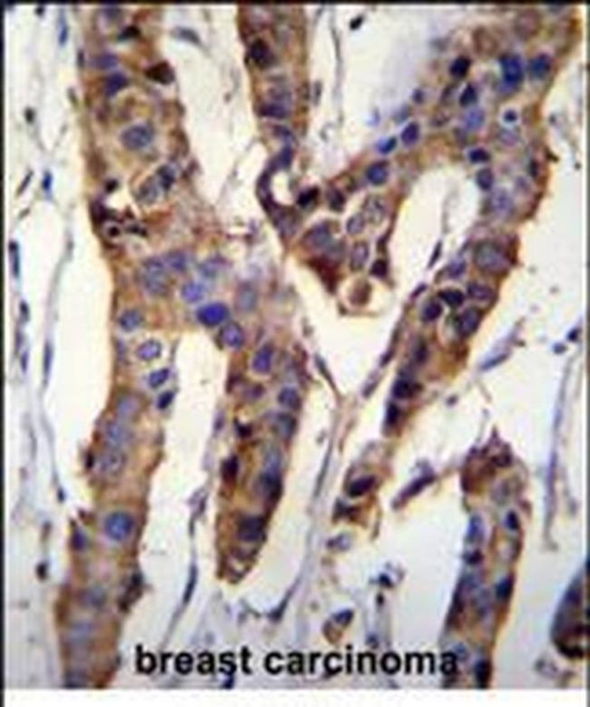 ZBTB24 Antibody in Immunohistochemistry (Paraffin) (IHC (P))