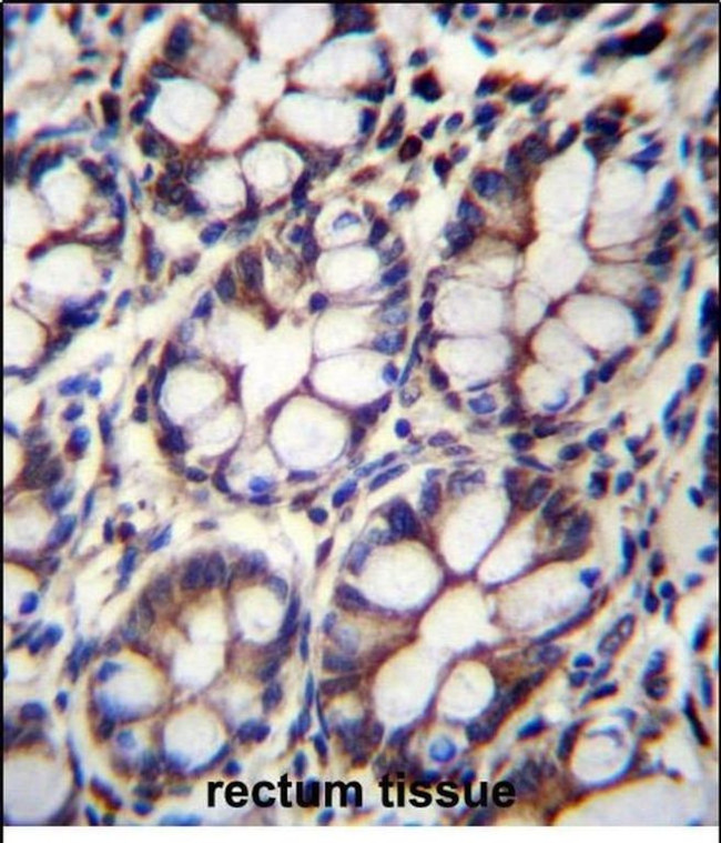IQCA1 Antibody in Immunohistochemistry (Paraffin) (IHC (P))