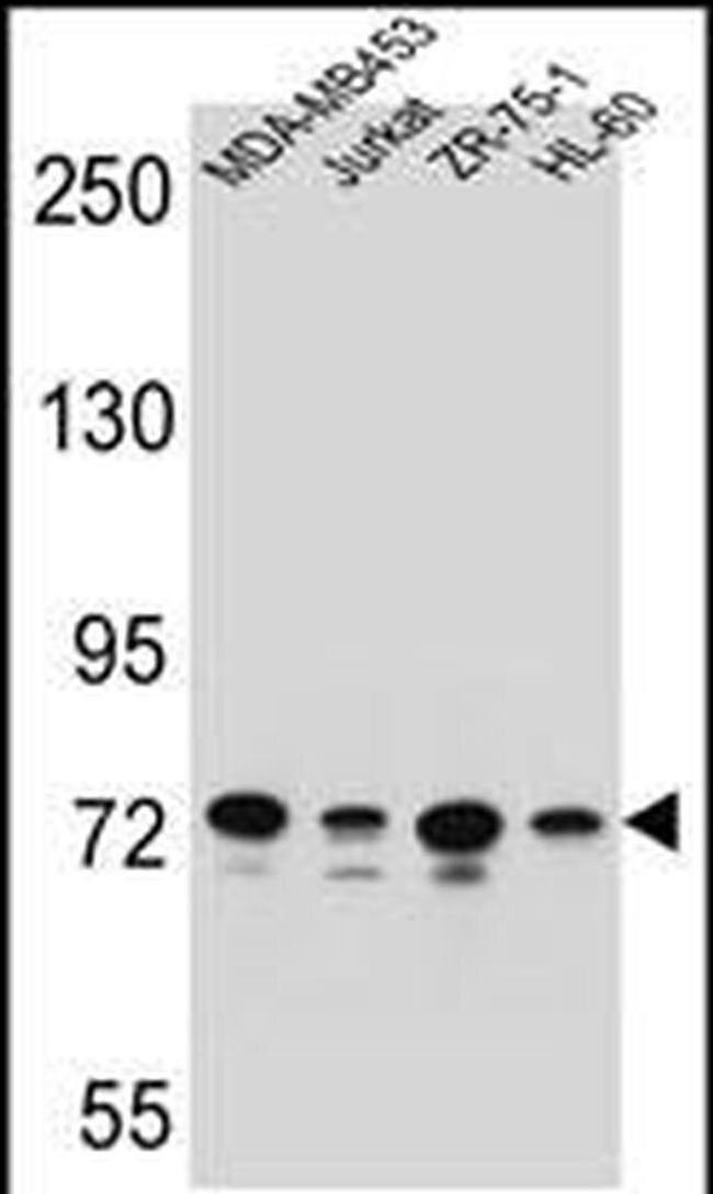PCDHB15 Antibody in Western Blot (WB)