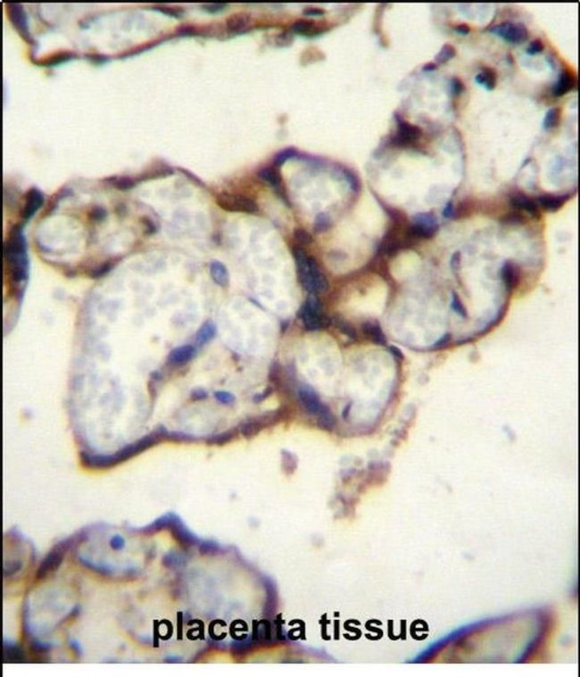 PLCXD2 Antibody in Immunohistochemistry (Paraffin) (IHC (P))