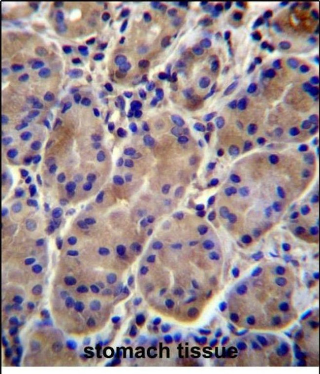 Kir7.1 (KCNJ13) Antibody in Immunohistochemistry (Paraffin) (IHC (P))