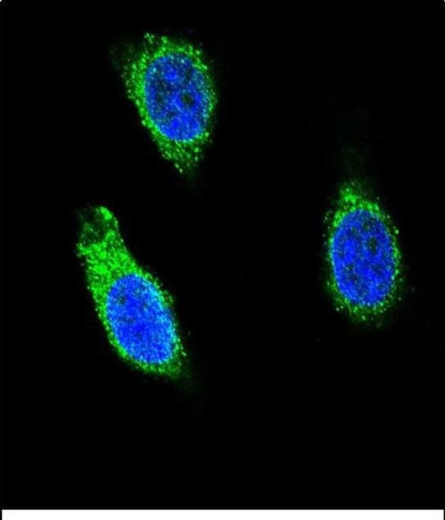 RNH1 Antibody in Immunocytochemistry (ICC/IF)