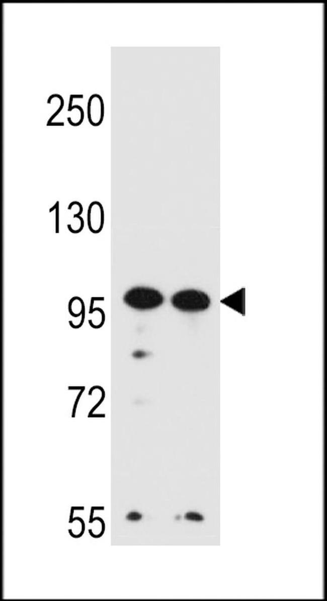 WDR3 Antibody in Western Blot (WB)
