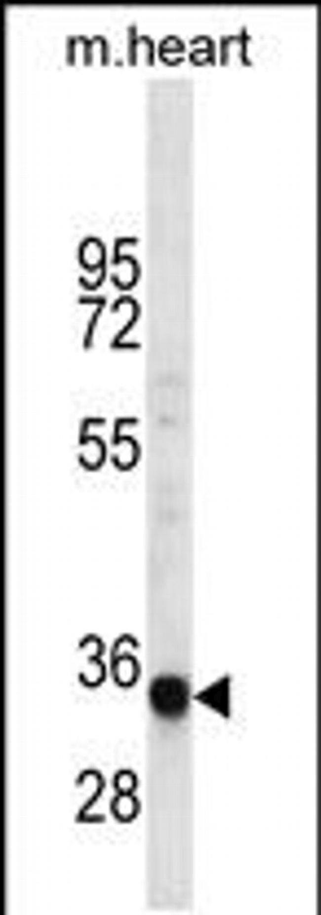 LIX1L Antibody in Western Blot (WB)