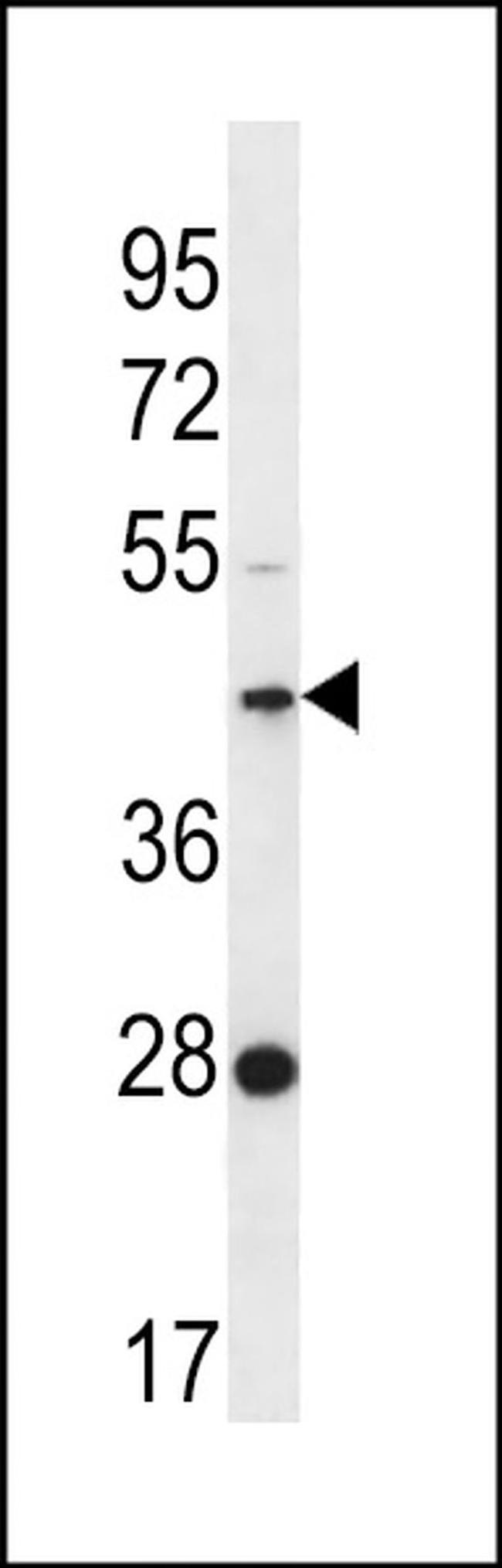 FAM105A Antibody in Western Blot (WB)