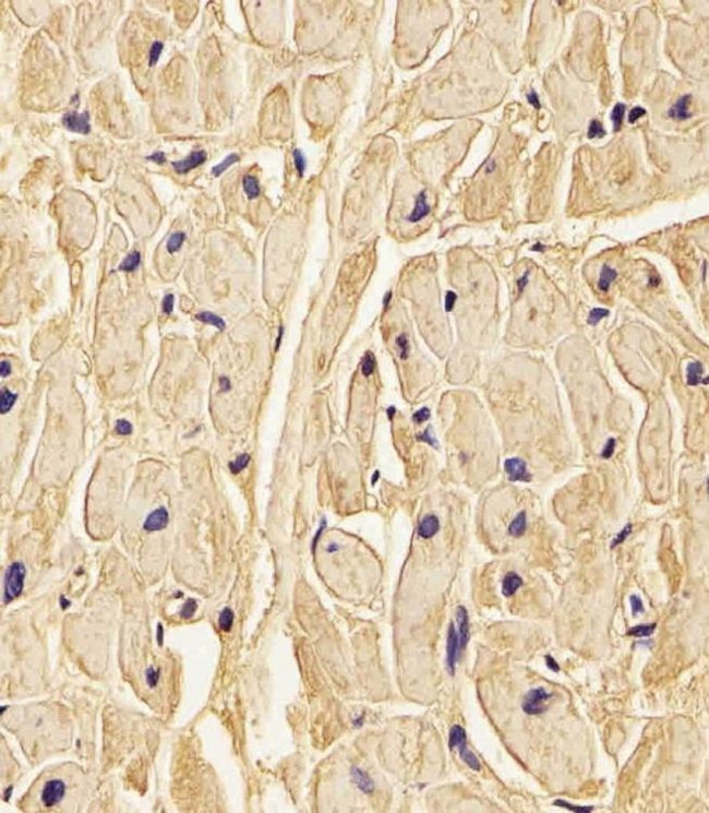 PLOD1 Antibody in Immunohistochemistry (PFA fixed) (IHC (PFA))